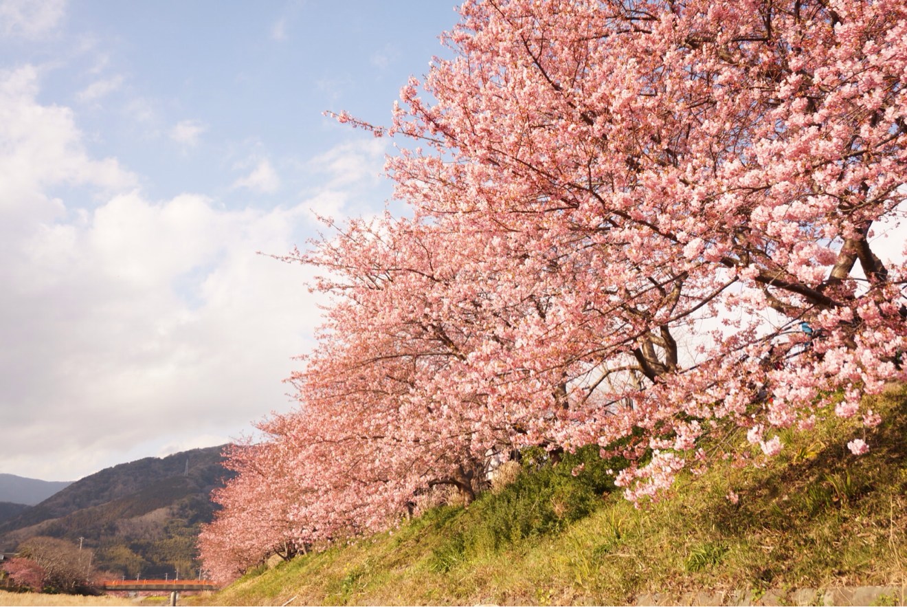 河川敷からの河津桜まつり
