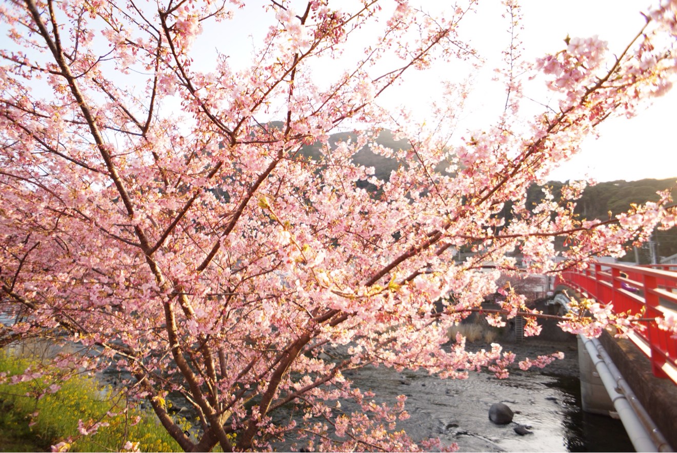 赤い橋とのコラボ桜
