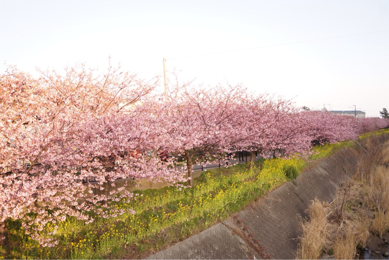 続く続く桜並木