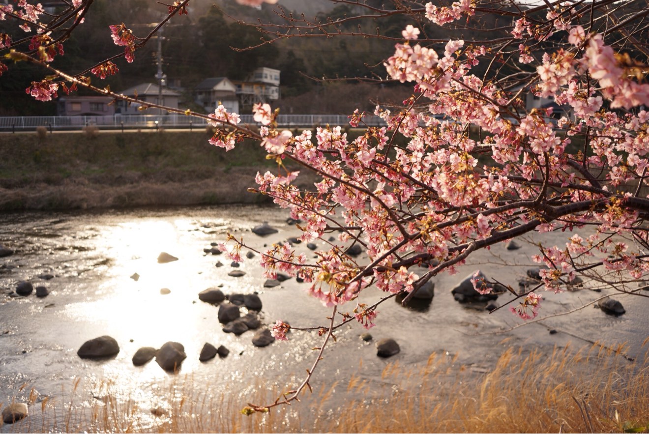 光と桜