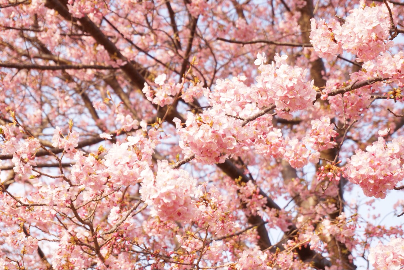満開の桜