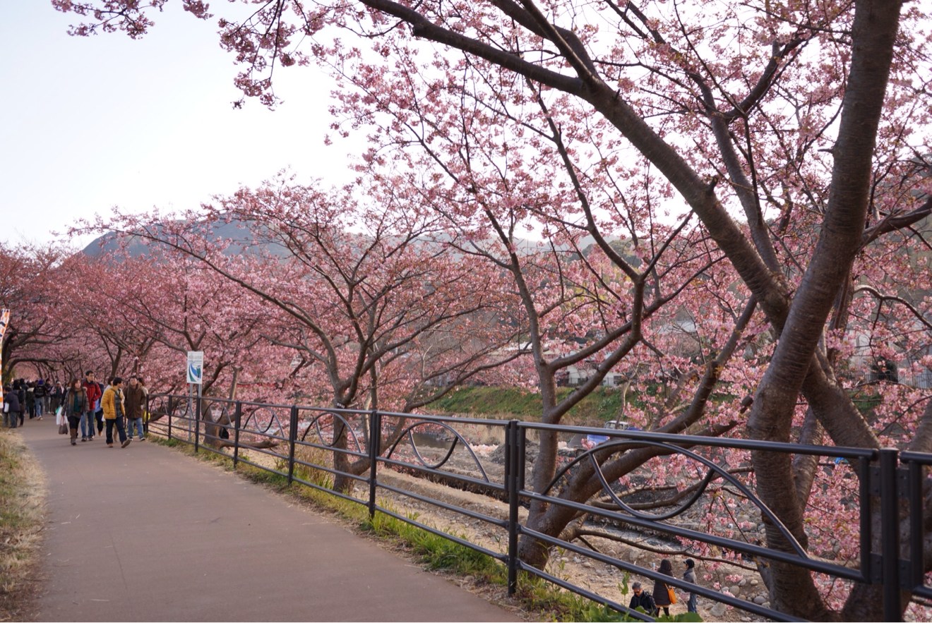 桜並木道