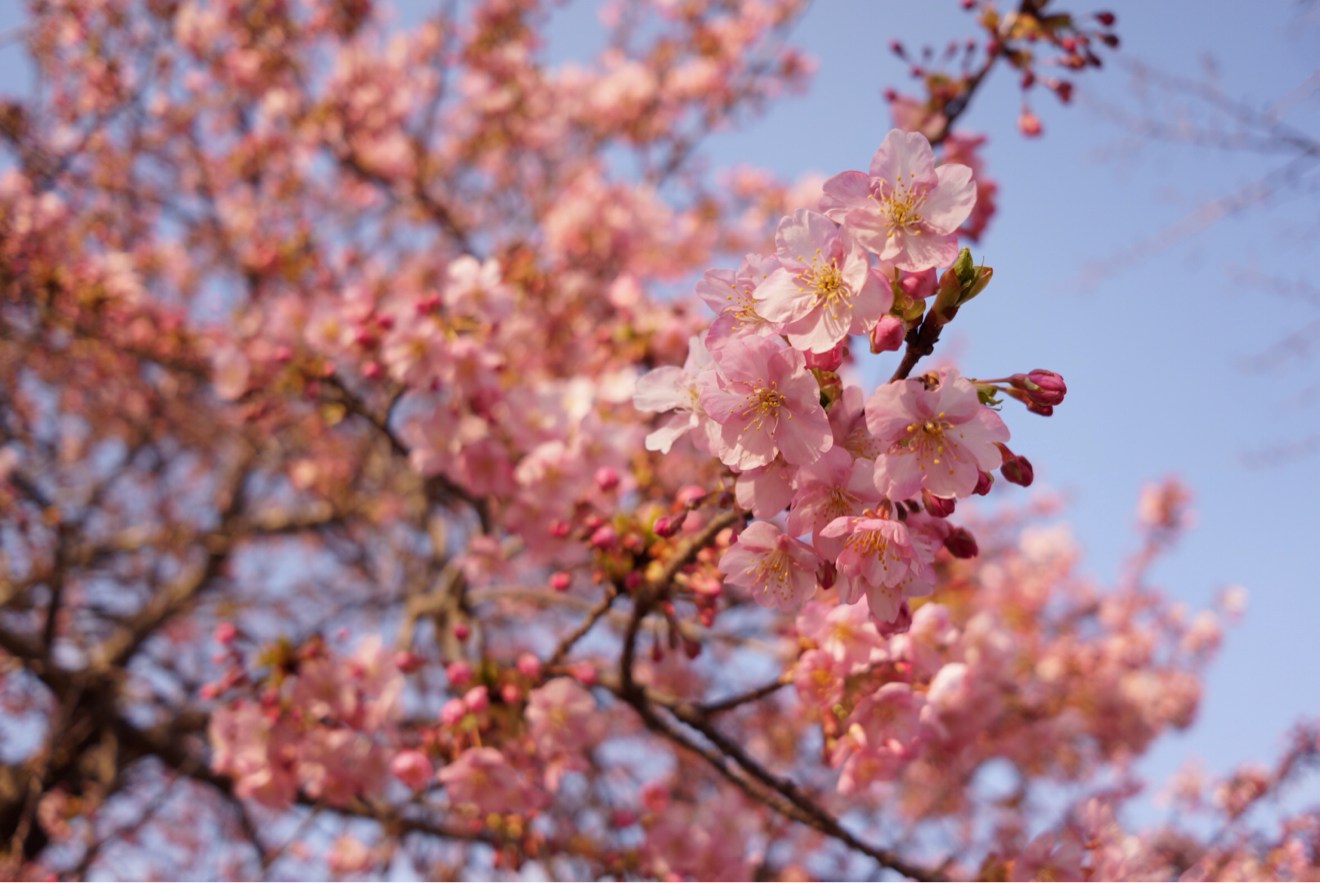 桜