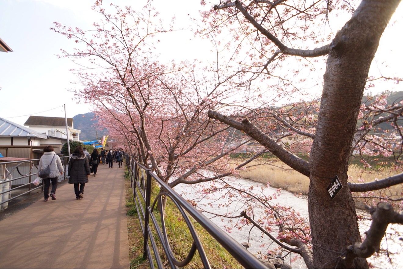 桜並木道のスタート