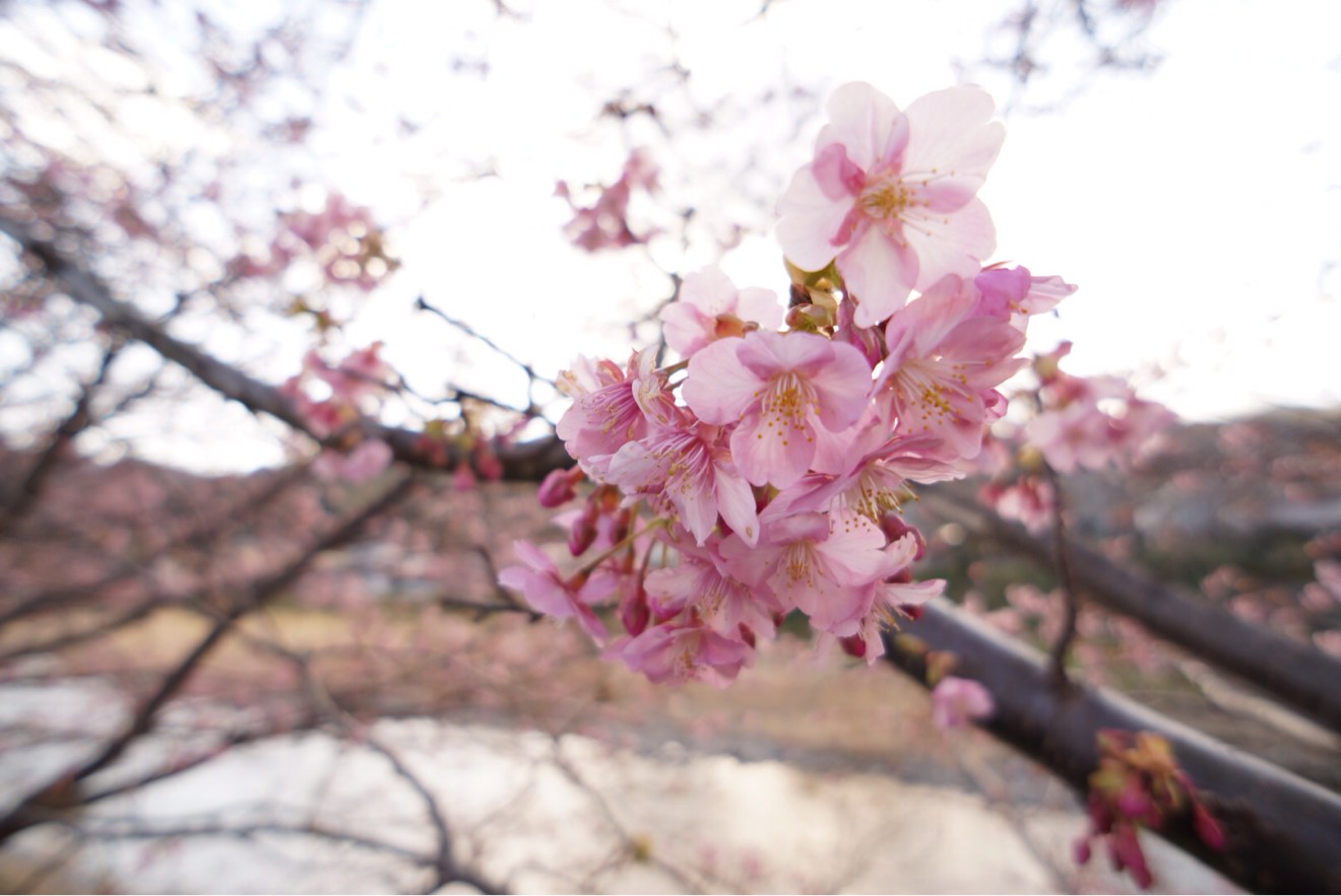 少しずつ咲き始めている河津桜