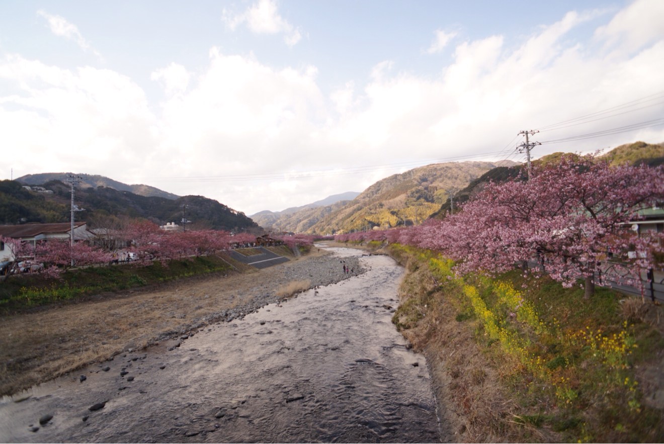 河川敷 河津桜