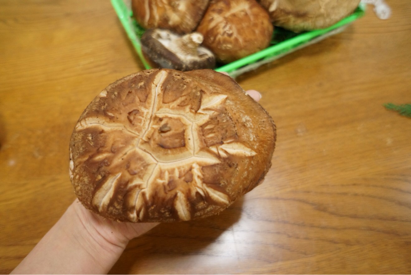 手のひら以上のしいたけ