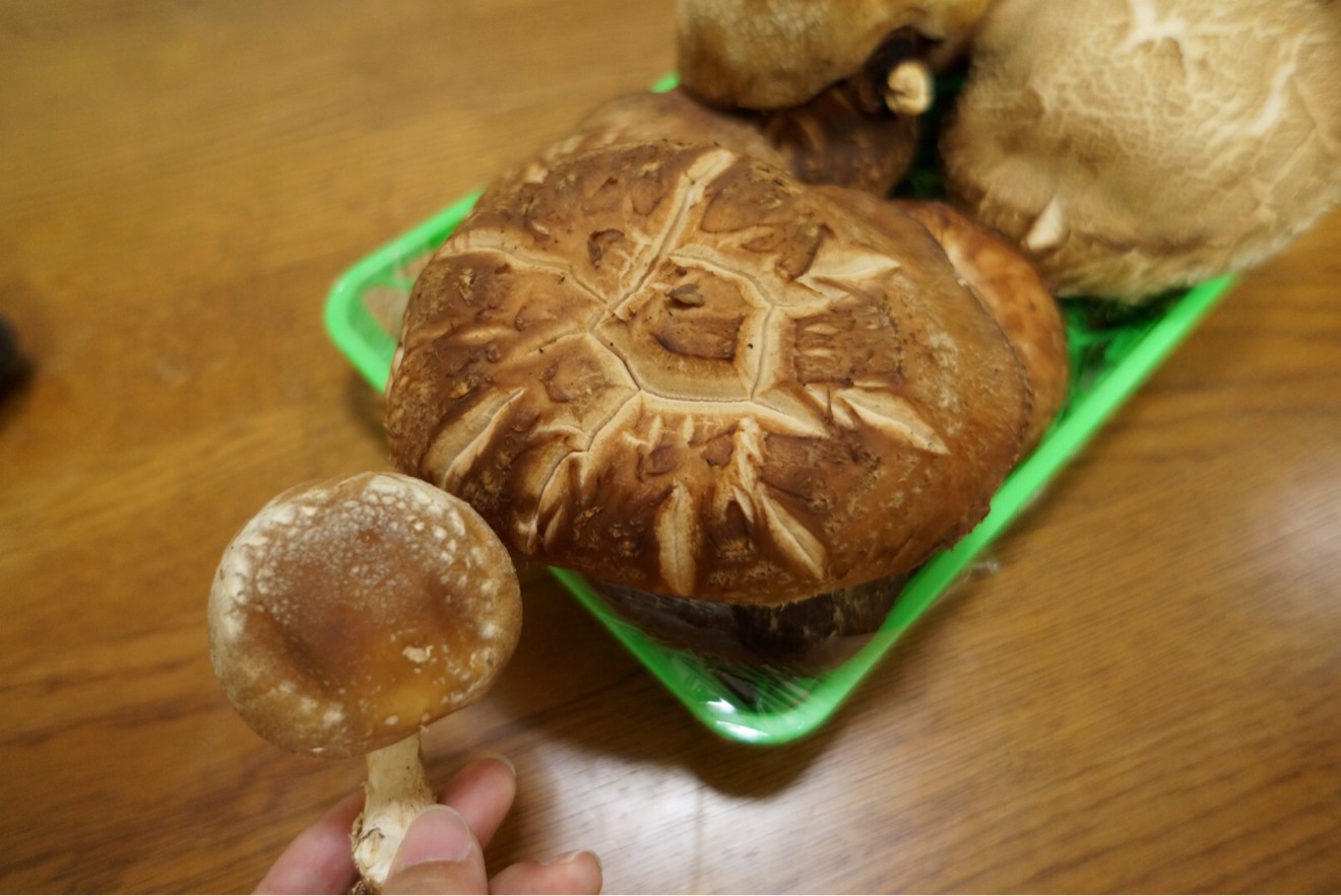 原木しいたけの比較