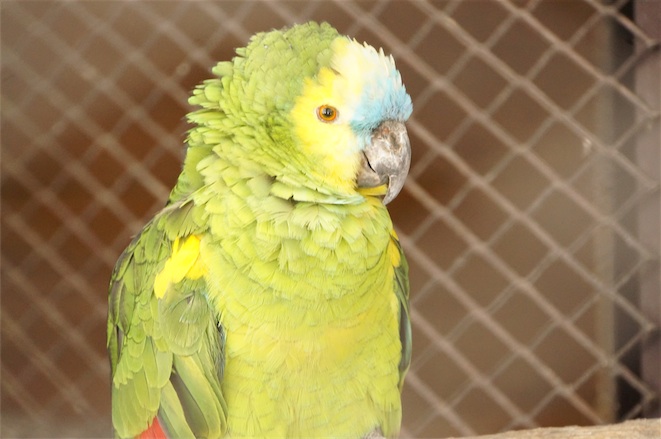 檻ごしからのインコ