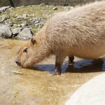 [Å] さゆりワールドでカピバラに大接近！カピバラ好き必見の千葉観光スポット