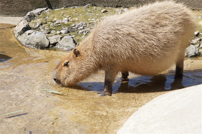 水飲みタイム