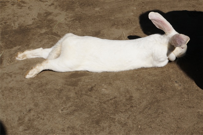 のびのび