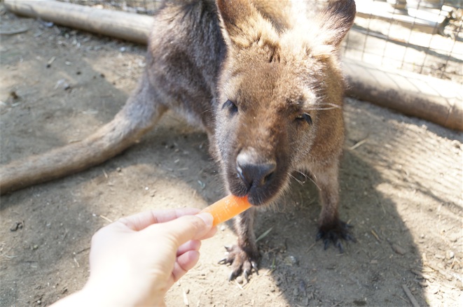 カンガルーにえさやり