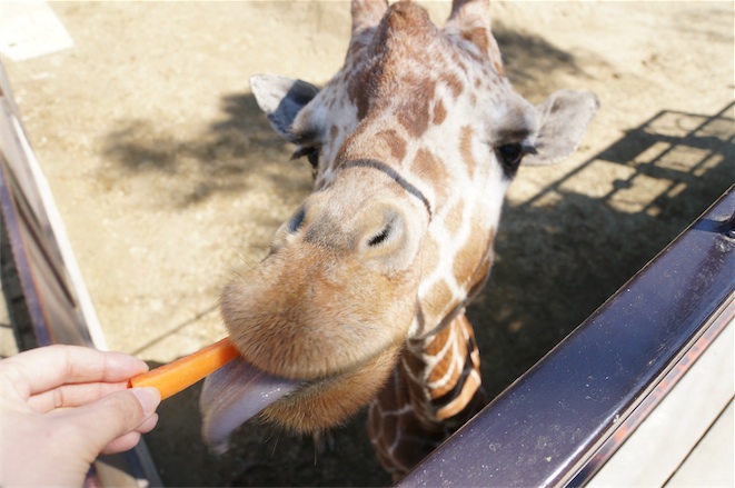 さゆりワールド「キリンに餌やり」