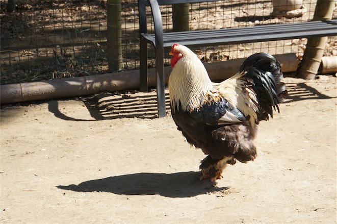 ご立派な鳥