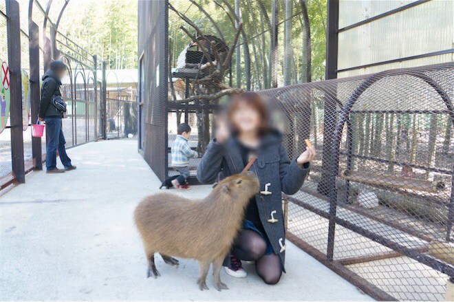 カピバラにお近づき