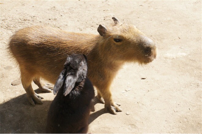 カピバラとウサギ
