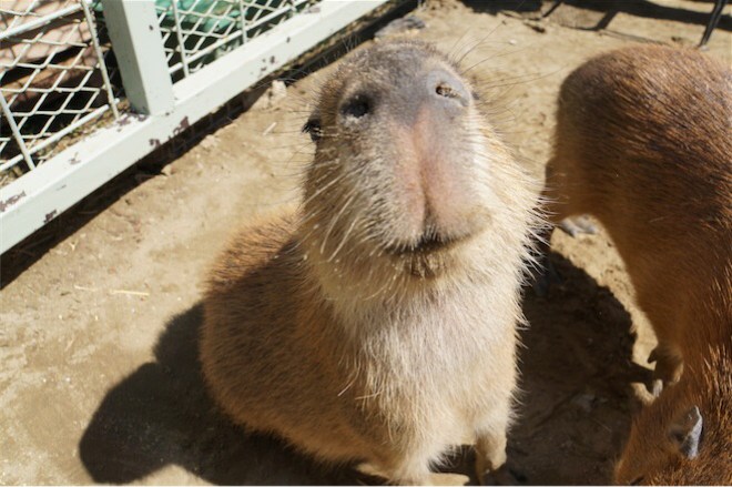 カピバラの鼻