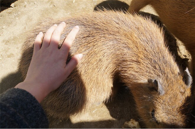 カピバラと触れ合い
