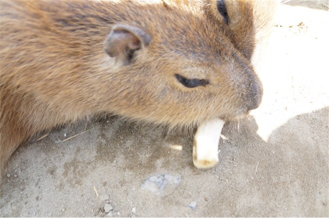 カピバラに餌やり