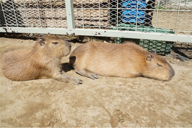お昼寝カピバラ
