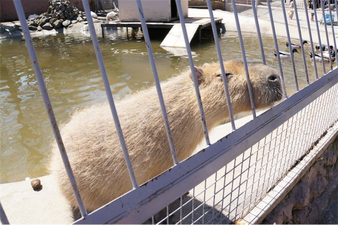 カピバラ おり