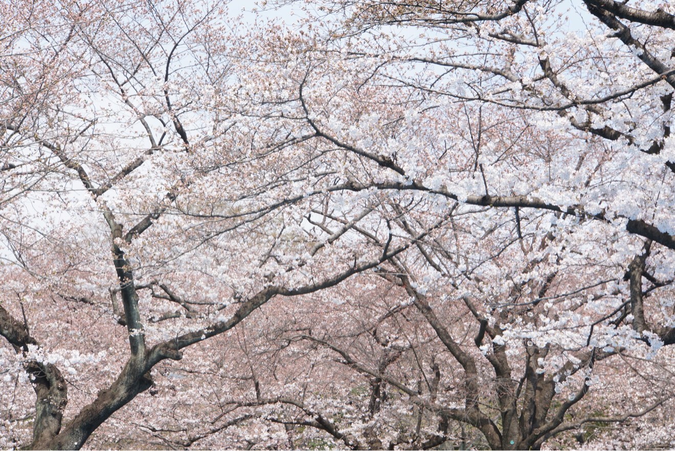 さくら