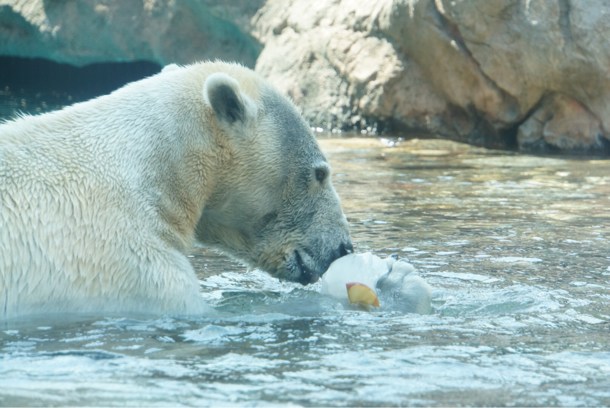 ホッキョクグマ