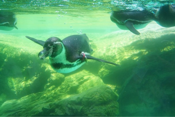 ペンギン