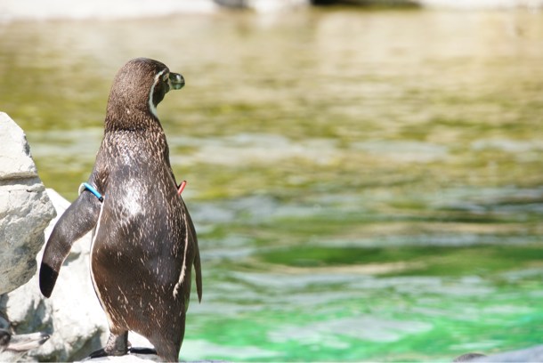 ペンギン