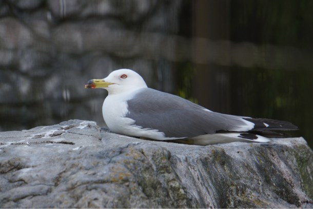 鳥