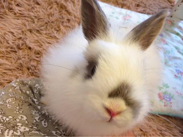 アップうさぎ