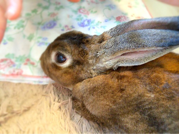 うさぎ