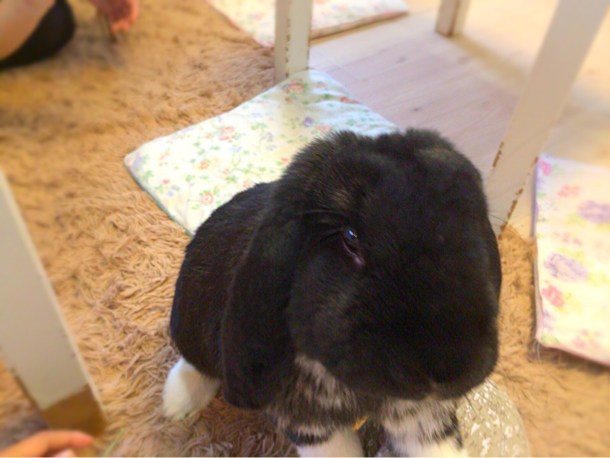 膝上のうさぎ