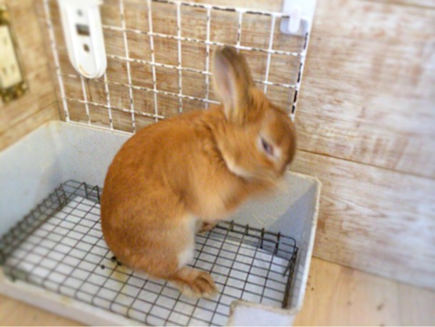 お手入れ中のうさぎ