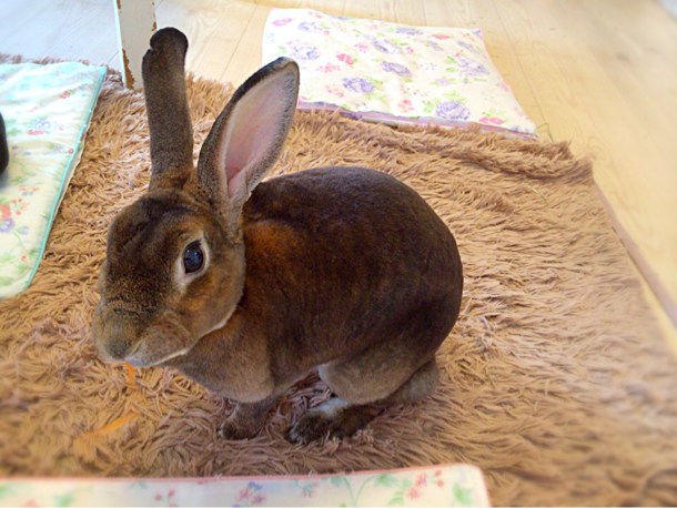 うさぎ