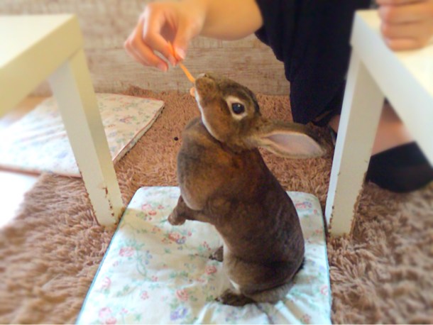 餌に夢中なうさぎ
