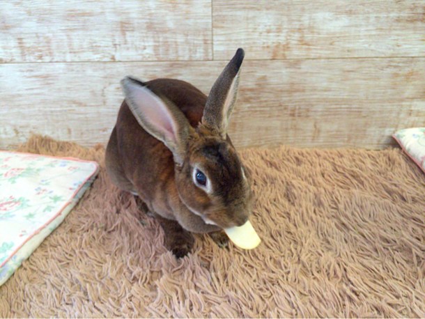 餌食べ中