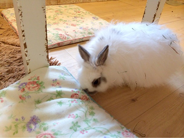 うさぎ