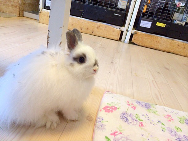 うさぎ