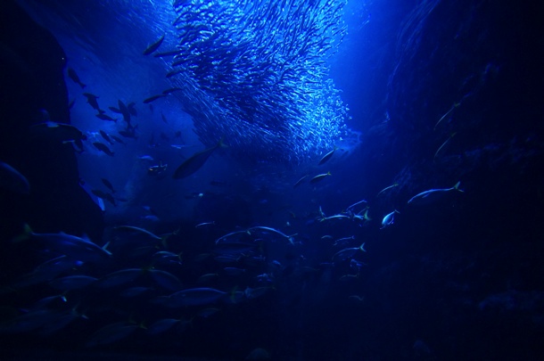 新江ノ島水族館