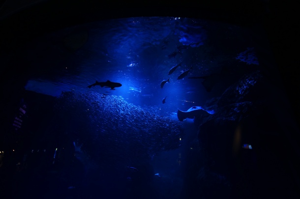新江ノ島水族館