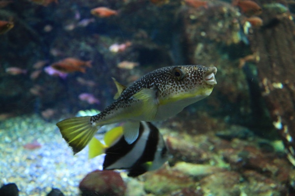 新江ノ島水族館 ふぐ激写