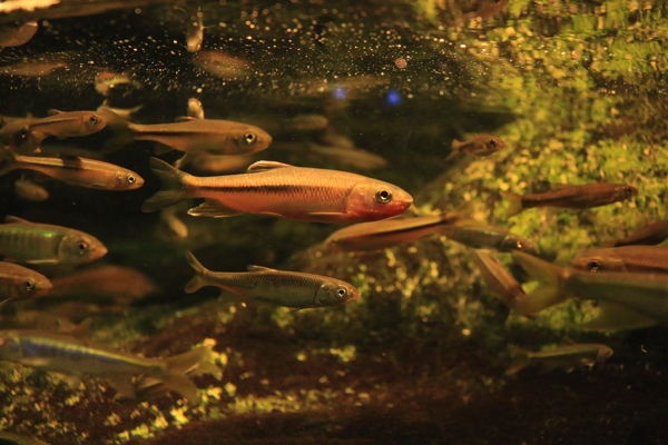 魚の群れ激写