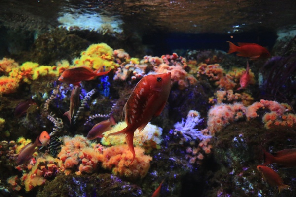 色鮮やかな魚たち