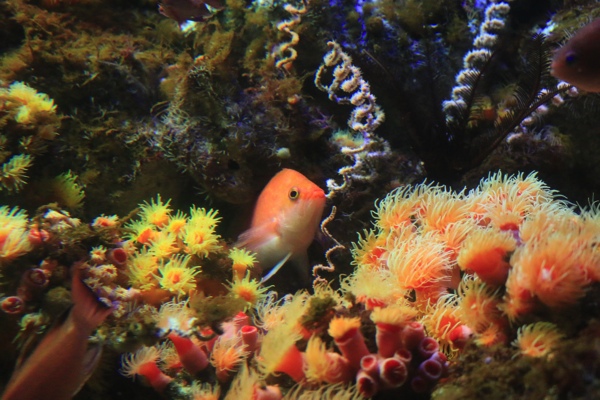 新江ノ島水族館