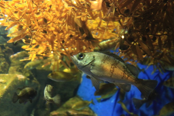 魚