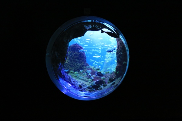 浮かぶ水槽