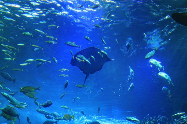 広い海