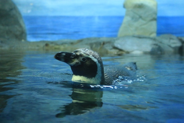 ペンギンの顔出し